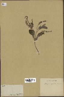 spécimen de Aloysia virgata