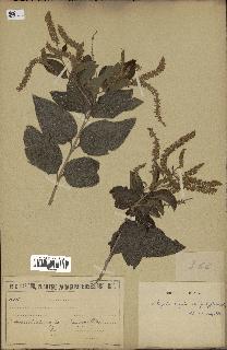 spécimen de Aloysia virgata