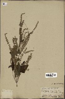 spécimen de Aloysia virgata