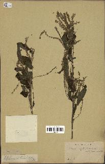 spécimen de Aloysia virgata
