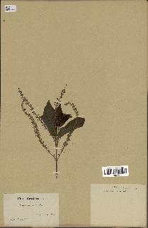 spécimen de Aloysia virgata