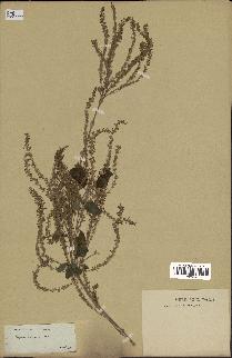 spécimen de Aloysia virgata
