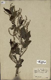 spécimen de Aloysia virgata