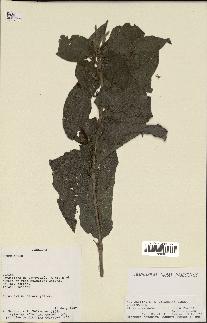 spécimen de Aloysia virgata