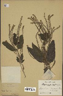spécimen de Aloysia virgata