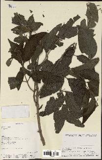 spécimen de Aloysia virgata