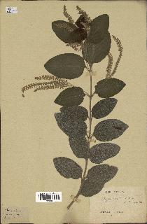 spécimen de Aloysia virgata