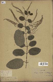 spécimen de Aloysia virgata