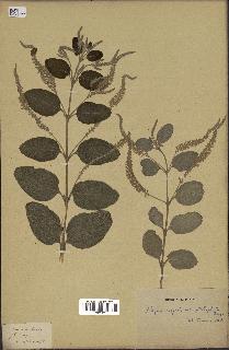 spécimen de Aloysia virgata