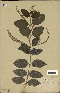 spécimen de Aloysia virgata