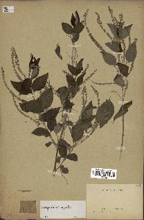 spécimen de Aloysia virgata