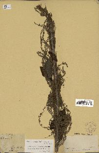 spécimen de Aloysia virgata