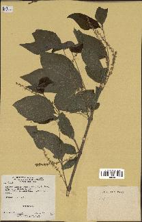spécimen de Aloysia virgata