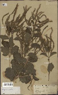 spécimen de Aloysia virgata