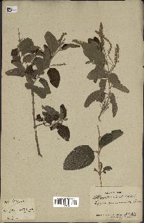 spécimen de Aloysia virgata