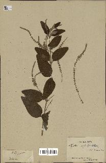 spécimen de Aloysia virgata