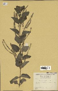 spécimen de Aloysia virgata