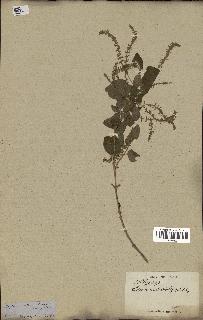 spécimen de Aloysia virgata