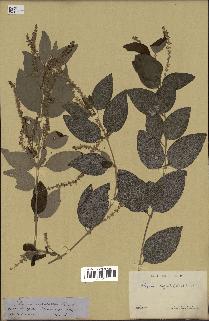 spécimen de Aloysia virgata