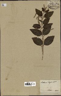 spécimen de Aloysia virgata