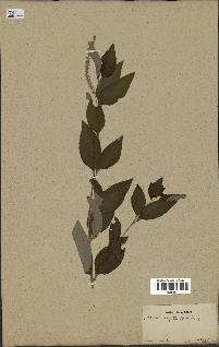 spécimen de Aloysia virgata