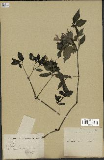 spécimen de Peristrophe tinctoria