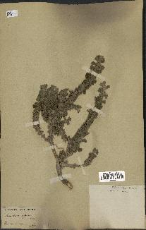 spécimen de Marrubium alysson