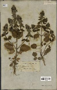 spécimen de Stachys hirta
