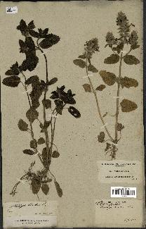spécimen de Stachys hirta