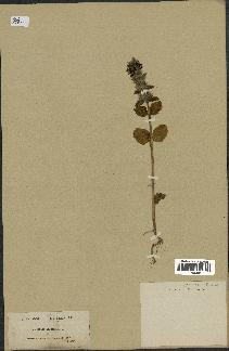 spécimen de Stachys hirta