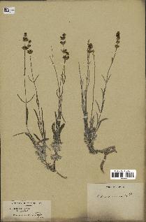 spécimen de Sideritis incana