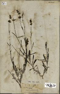 spécimen de Sideritis incana