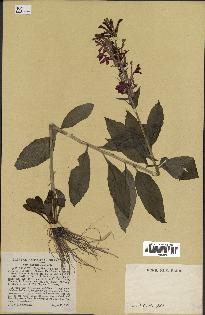 spécimen de Lobelia cardinalis