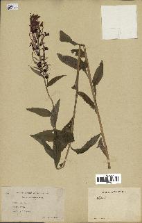 spécimen de Lobelia cardinalis