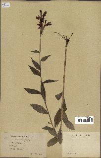 spécimen de Lobelia cardinalis