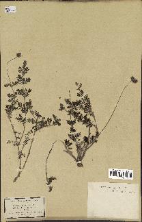 spécimen de Lavandula multifida