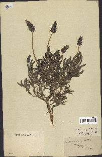 spécimen de Lavandula dentata