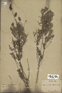 spécimen de Lavandula dentata