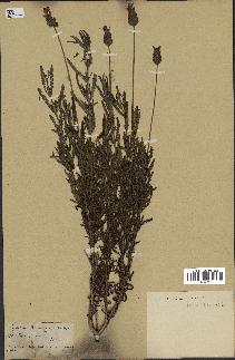 spécimen de Lavandula dentata