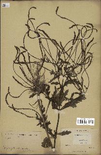 spécimen de Verbena officinalis