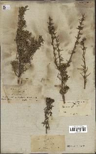 spécimen de Rosmarinus officinalis