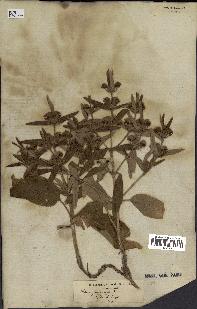 spécimen de Phlomis herba-venti