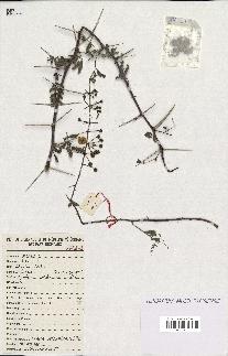 spécimen de Acacia nilotica