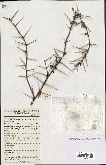 spécimen de Acacia nilotica