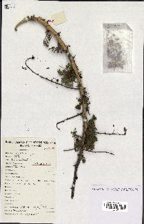 spécimen de Acacia seyal