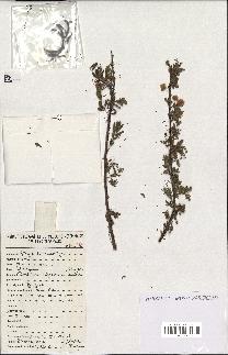 spécimen de Acacia tortilis