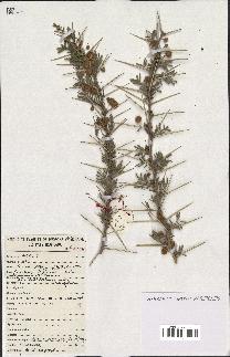 spécimen de Acacia tortilis