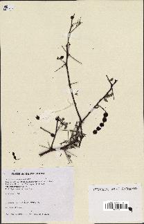 spécimen de Acacia nilotica