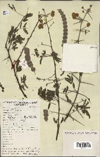 spécimen de Acacia nilotica