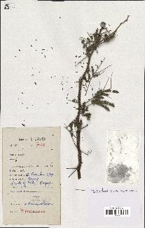 spécimen de Acacia nilotica